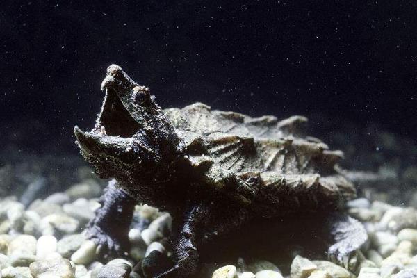 鳄龟身上出现白色溃烂怎么办，患上水霉病可用盐水进行药浴