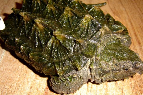 鳄龟身上出现白色溃烂怎么办，患上水霉病可用盐水进行药浴
