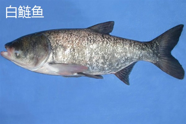 鲢鱼有哪些常见品种，常见的有白鲢鱼、长丰鲢鱼等