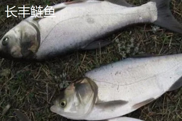 鲢鱼有哪些常见品种，常见的有白鲢鱼、长丰鲢鱼等