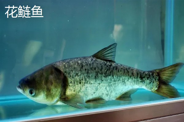 鲢鱼有哪些常见品种，常见的有白鲢鱼、长丰鲢鱼等