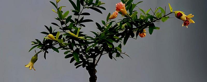 石榴树能不能种在阳台上，可以提供充足的光照让植株茁壮生长