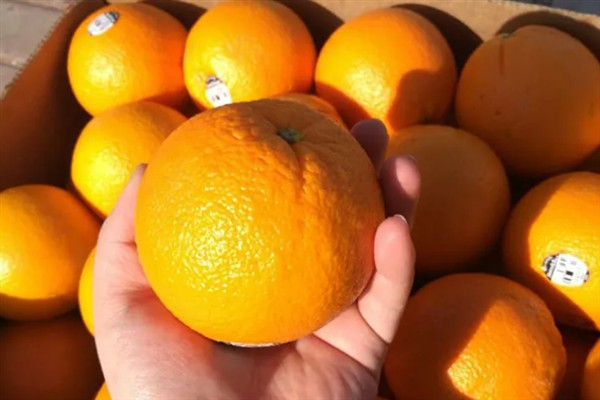 南非橙的产地,原产地是南非