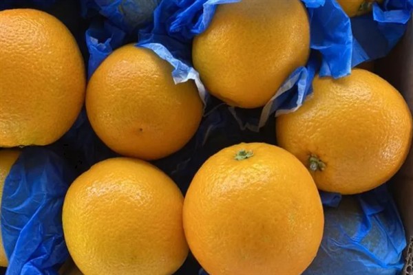 南非橙的产地,原产地是南非