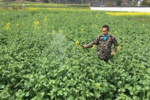 提高油菜产量的要点，施足基肥确保营养供应