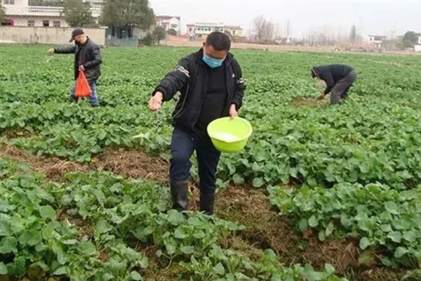 提高油菜产量的要点，施足基肥确保营养供应