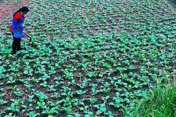 提高油菜产量的要点，施足基肥确保营养供应