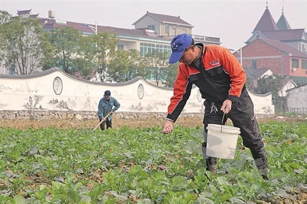 提高油菜产量的要点，施足基肥确保营养供应