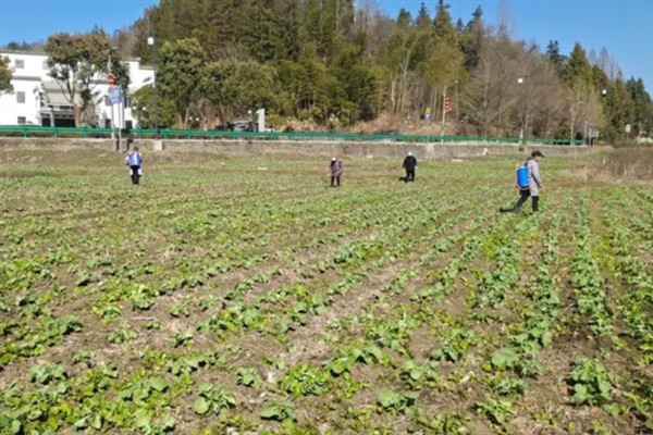 提高油菜产量的要点，施足基肥确保营养供应