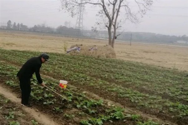 提高油菜产量的要点，施足基肥确保营养供应