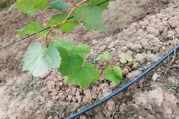 怎样种葡萄，首先确保选择优质的种子