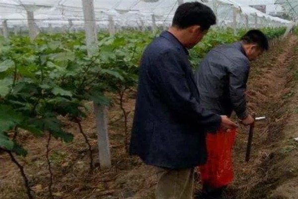 怎样种葡萄，首先确保选择优质的种子