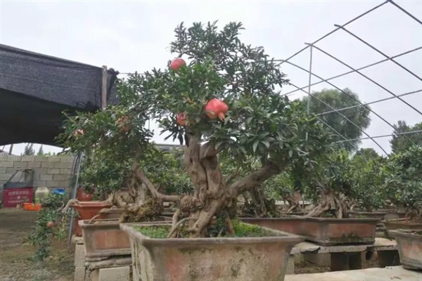 石榴树能不能种在阳台上，可以提供充足的光照让植株茁壮生长