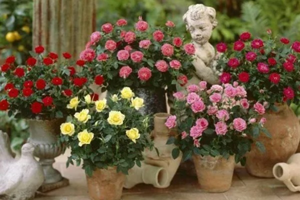 怎么养蔷薇,每隔一年更换一次花土