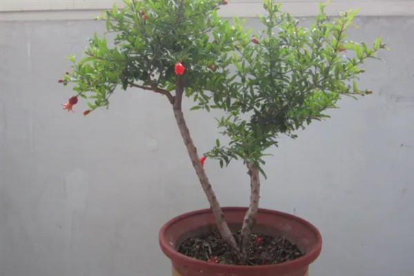 石榴树能不能种在阳台上，可以提供充足的光照让植株茁壮生长
