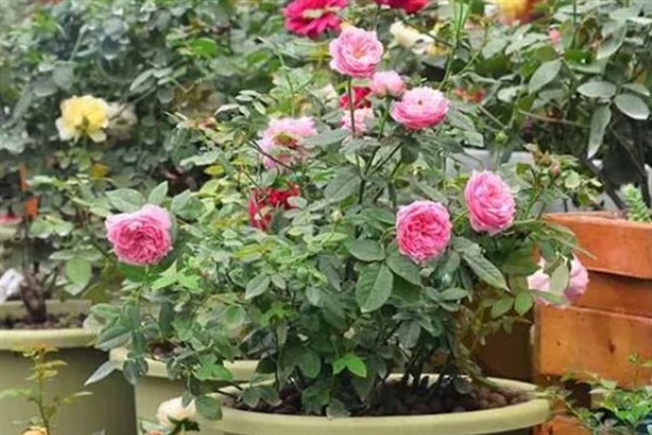 怎么养蔷薇,每隔一年更换一次花土