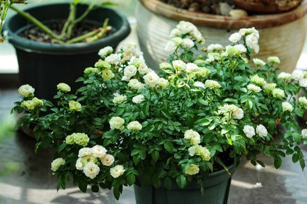 怎么养蔷薇,每隔一年更换一次花土