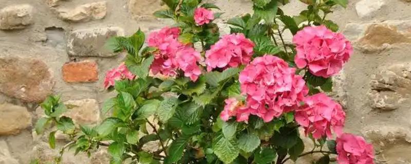 怎么养蔷薇，每隔一年更换一次花土