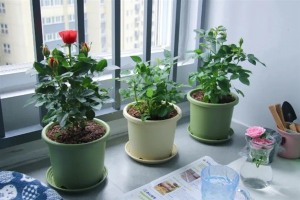 怎么养蔷薇,每隔一年更换一次花土