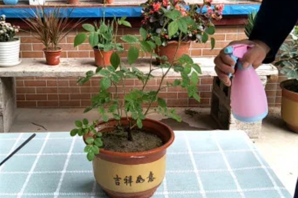 怎么养蔷薇,每隔一年更换一次花土