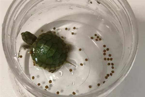 珍珠龟几天喂一次食,成年后大概2-3天喂一次