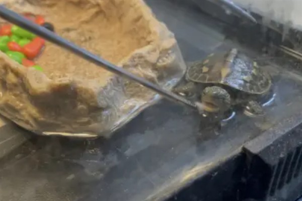 珍珠龟几天喂一次食,成年后大概2-3天喂一次