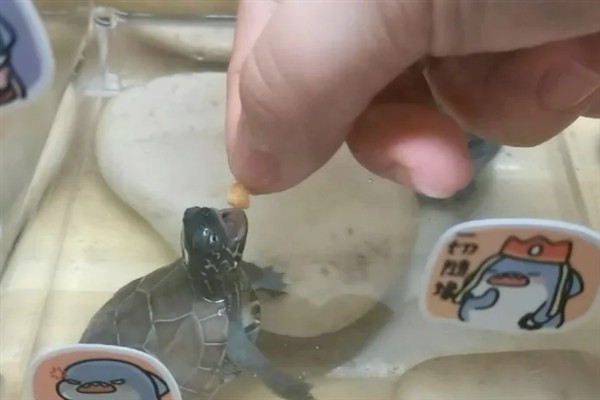 珍珠龟几天喂一次食,成年后大概2-3天喂一次