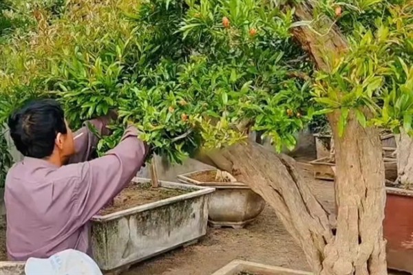 石榴树能不能种在阳台上，可以提供充足的光照让植株茁壮生长