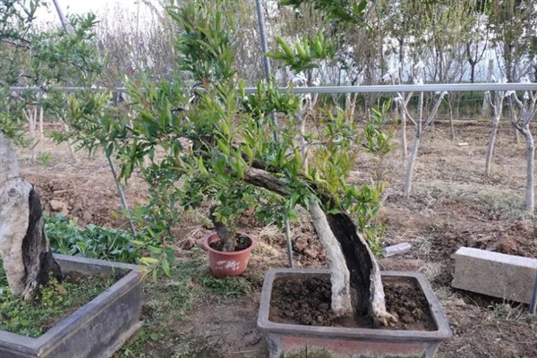 石榴树能不能种在阳台上，可以提供充足的光照让植株茁壮生长