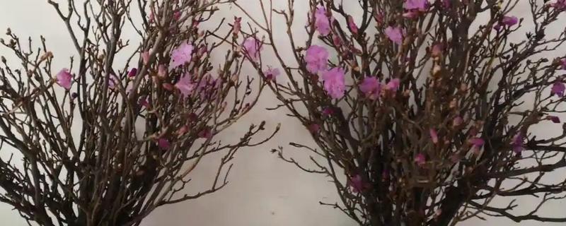 干枝杜鹃的水养方式，需要保持水质的清洁