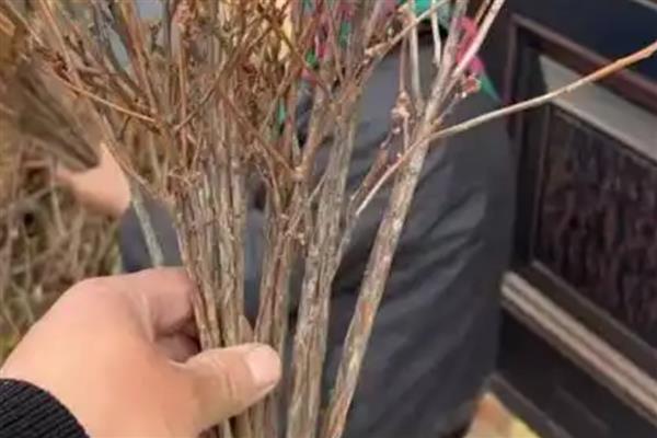 干枝杜鹃的水养方式，需要保持水质的清洁
