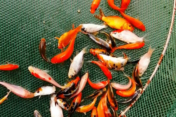 锦鲤鱼苗养到20厘米需要多久，经过半年左右就能达到要求