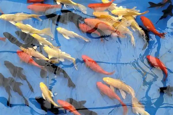 锦鲤鱼苗养到20厘米需要多久，经过半年左右就能达到要求