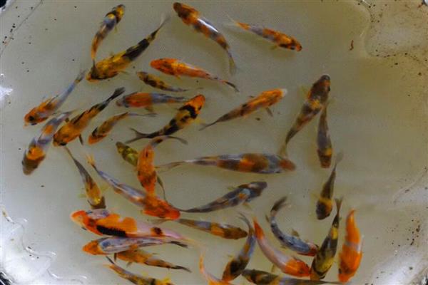 锦鲤鱼苗养到20厘米需要多久，经过半年左右就能达到要求