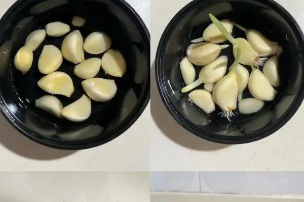 如何水培大蒜，在秋季进行水培为佳
