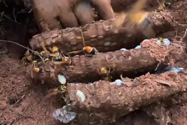 虎头蜂做窝的风水，迷信说法中是福运的征兆
