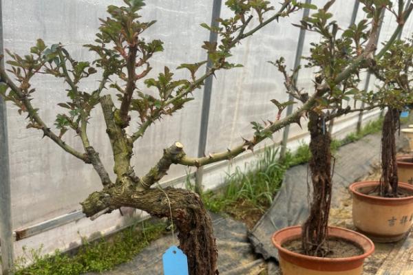 月季花能嫁接吗，月季花可以嫁接