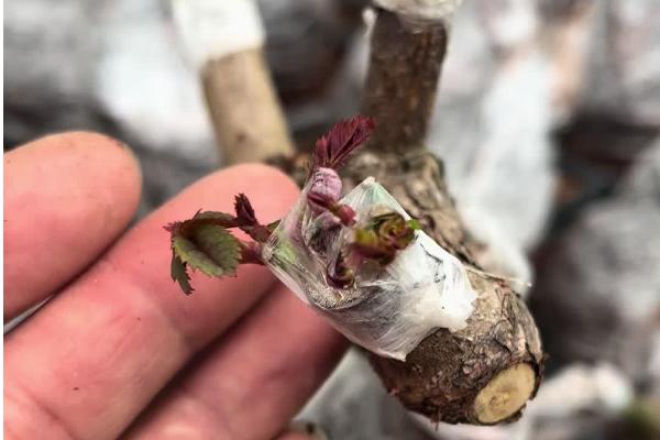月季花能嫁接吗，月季花可以嫁接