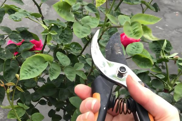 月季花能嫁接吗，月季花可以嫁接