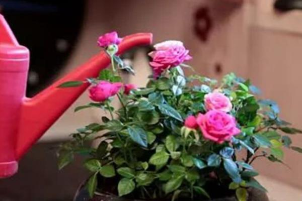 月季花能嫁接吗，月季花可以嫁接