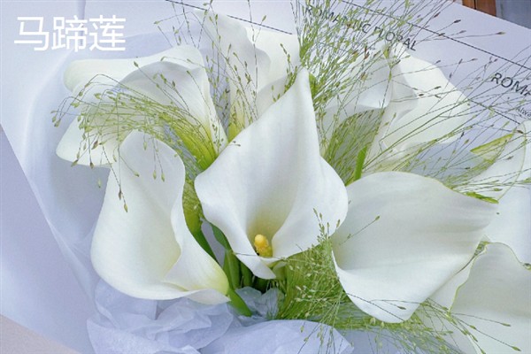 送花的朵数有什么意思，单位数具有一心一意等含义