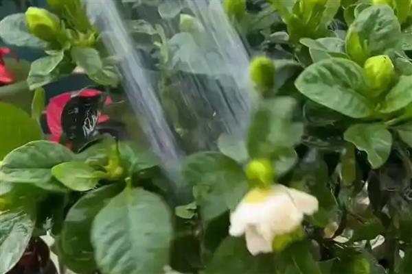 把栀子花养好的方法，每隔1个月喷一次硫酸亚铁