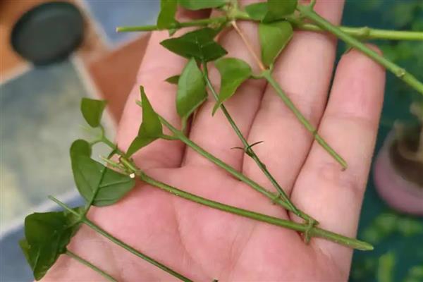 把栀子花养好的方法，每隔1个月喷一次硫酸亚铁