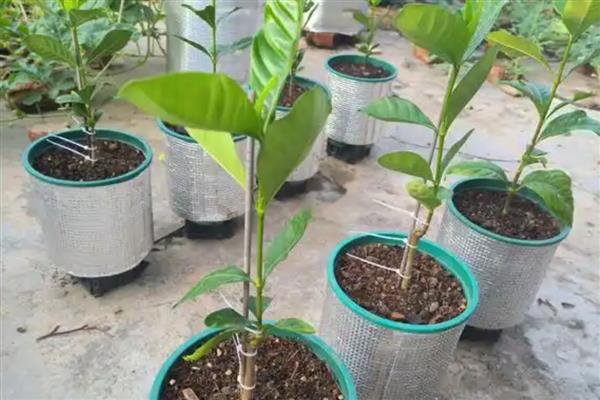 把栀子花养好的方法，每隔1个月喷一次硫酸亚铁