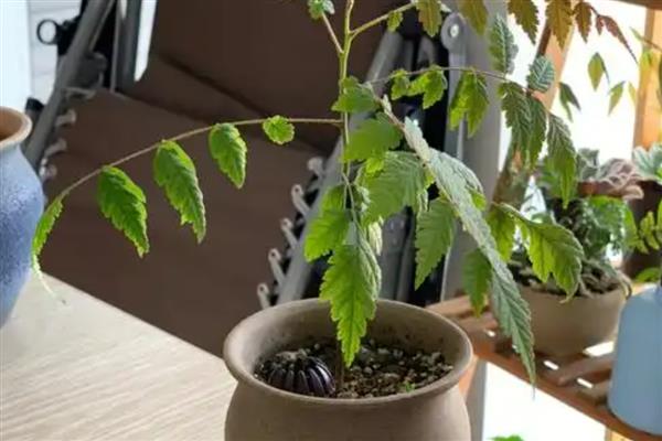 栾树的扦插繁殖方法，一般在秋季进行