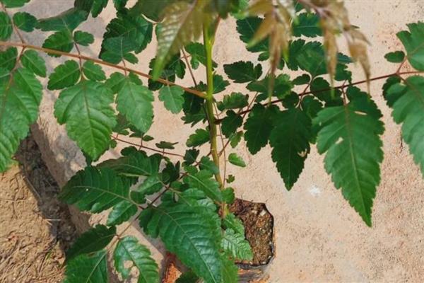 栾树的扦插繁殖方法，一般在秋季进行