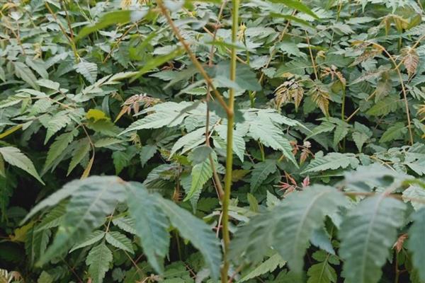 栾树的扦插繁殖方法，一般在秋季进行