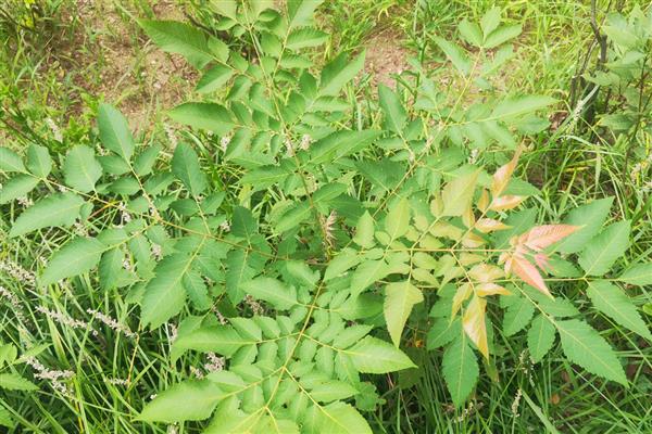 栾树的扦插繁殖方法，一般在秋季进行