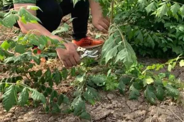 栾树的扦插繁殖方法，一般在秋季进行