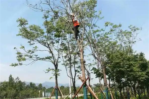 栾树的扦插繁殖方法，一般在秋季进行